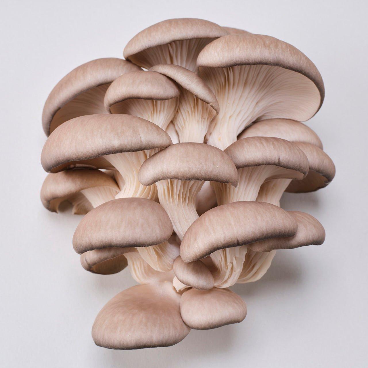 Mushrooms Natural - Raduga Grez